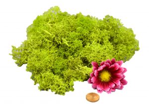 Muwse Islandmoos Frühlingsgrün 25 g händisch gerupft Osternest Weihnachtskrippe