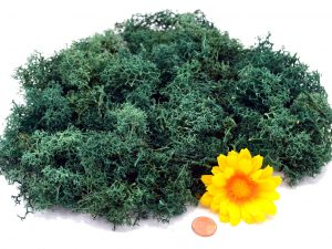 Muwse Islandmoos Kieferngrün 50 g händisch gerupft Osternest Weihnachtskrippe