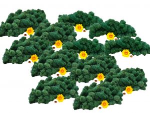 Muwse Islandmoos Kieferngrün 1000 g Basteln Wandbilder Dekoration Gestalten