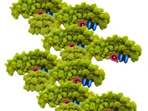 Muwse Islandmoos Frühlingsgrün 1000 g Basteln Wandbilder Dekoration Gestalten