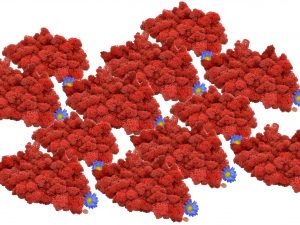 Muwse Islandmoos Mohnrot 1000 g Basteln Wandbilder Dekoration Gestalten