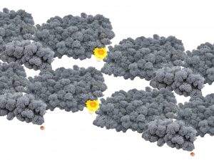 Muwse Islandmoos Titangrau 1000 g Basteln Wandbilder Dekoration Gestalten