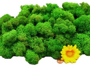 Muwse Islandmoos Grasgrün 100 g Maßstab Spur 1 Modellbau