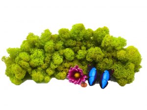 Muwse Islandmoos Frühlingsgrün 100 g Maßstab Spur 1 Modellbau