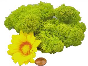 Muwse Islandmoos Frühlingsgrün 10 g Maßstab Spur 1 Modellbau