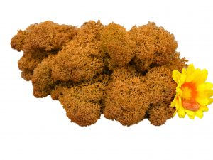 Muwse Islandmoos Melonengelb 25 g Maßstab Spur 1 Modellbau