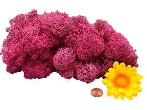 Muwse Islandmoos Veilchen Pink 25 g Maßstab Spur 1 Modellbau