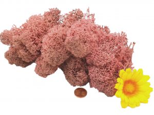 Muwse Islandmoos Rosa 25 g Maßstab Spur 1 Modellbau