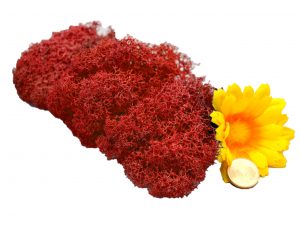 Muwse Islandmoos Mohnrot 10 g Maßstab Spur G Modellbau