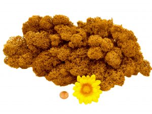 Muwse Islandmoos Melonengelb 50 g Maßstab Spur G Modellbau