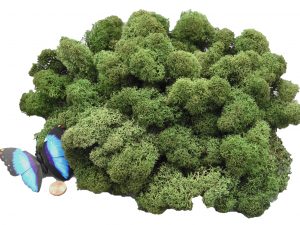 Muwse Islandmoos Tannengrün 100 g Maßstab Spur 0 Modellbau