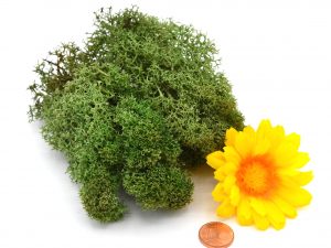 Muwse Islandmoos Tannengrün 10 g Maßstab Spur 0 Modellbau