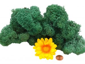 Muwse Islandmoos Kieferngrün 25 g Maßstab Spur 0 Modellbau