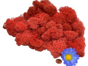 Muwse Islandmoos Mohnrot 25 g Maßstab Spur 0 Modellbau